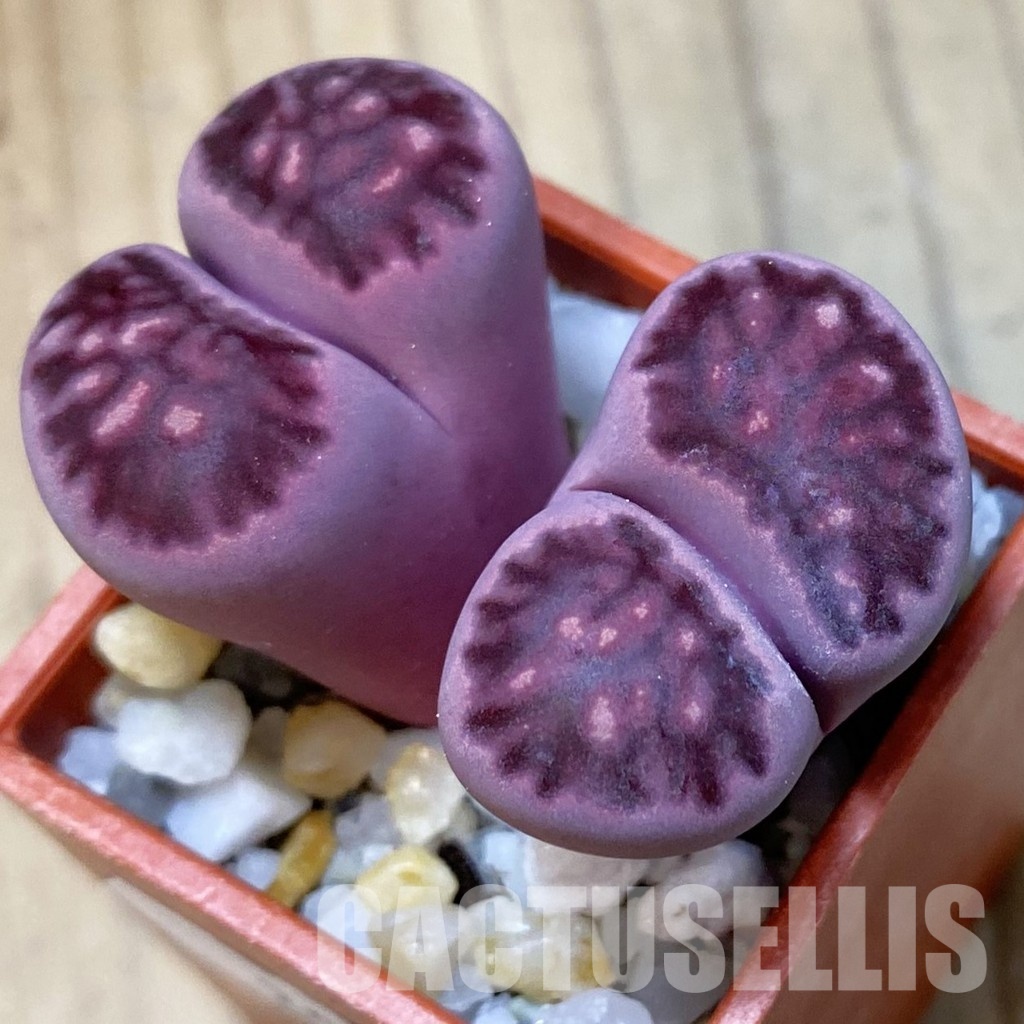 SH35053 Lithops salicola ‘Sato’s Violet’ x Lithops julii 'Kikushogiyoku' - Image 2