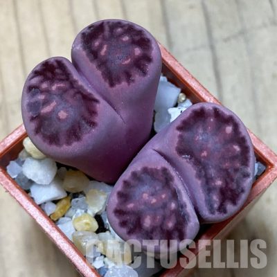 SH35053 Lithops salicola ‘Sato’s Violet’ x Lithops julii 'Kikushogiyoku'