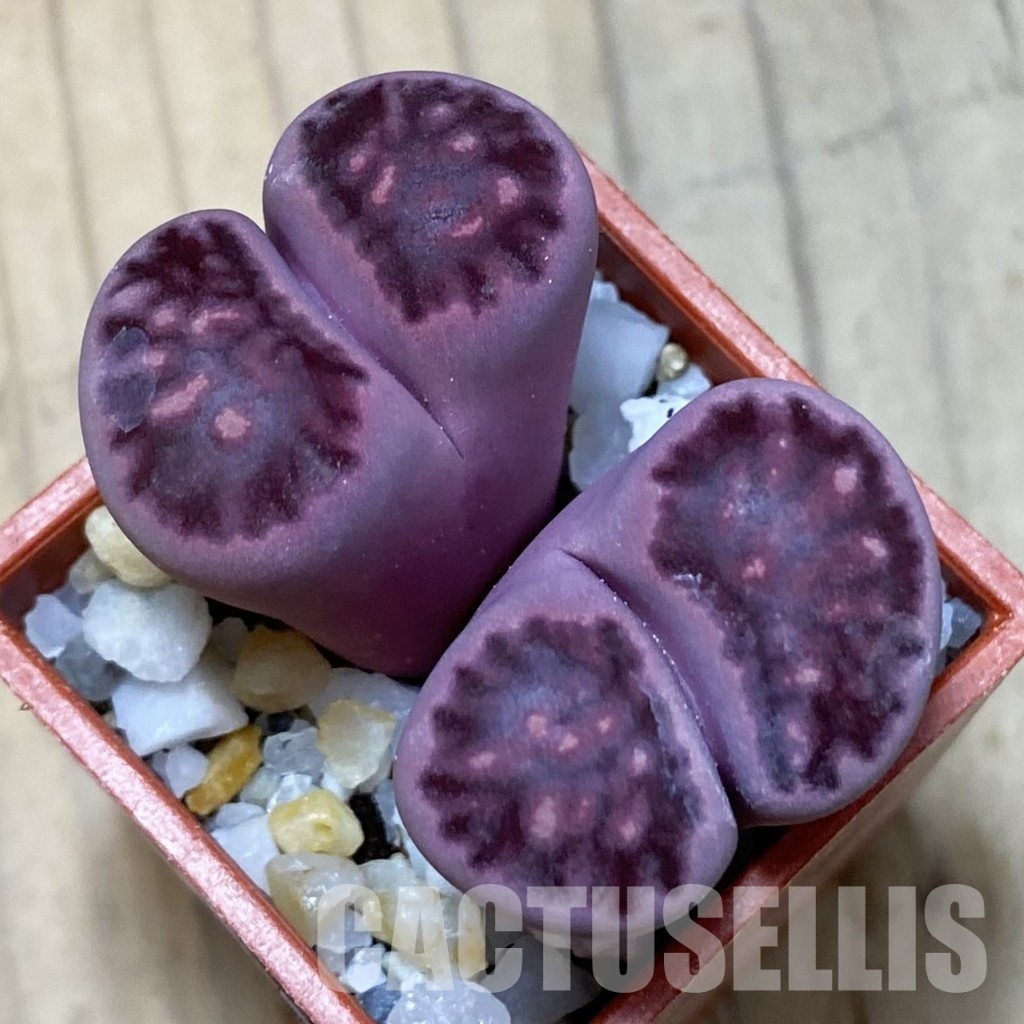 SH35053 Lithops salicola ‘Sato’s Violet’ x Lithops julii 'Kikushogiyoku'