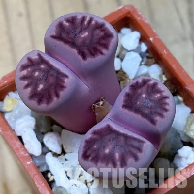SH35054 Lithops salicola ‘Sato’s Violet’ x Lithops julii 'Kikushogiyoku'