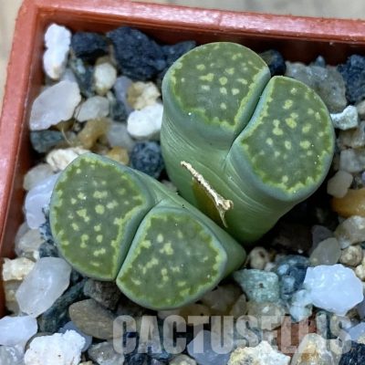 SH35055 Lithops julii v. fulleri ‘Fuller Green’