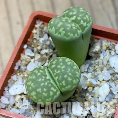 SH35056 Lithops julii v. fulleri ‘Fuller Green’