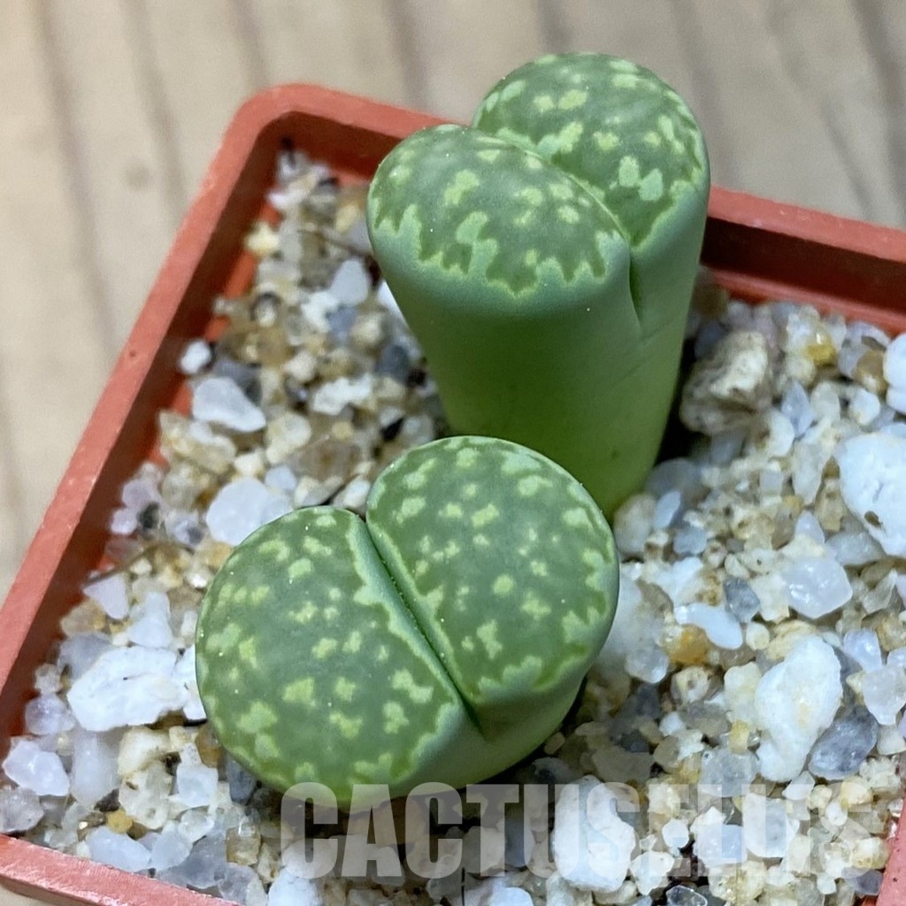 SH35056 Lithops julii v. fulleri ‘Fuller Green’