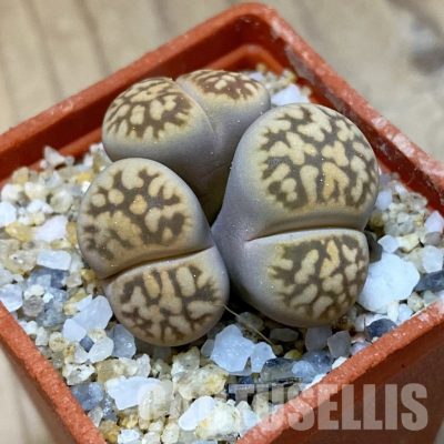 SH35057 Lithops karasmontana v. bella