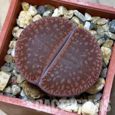 SH35058 Lithops aucampiae ‘Fire Brandt’