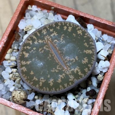 SH35059 Lithops lesliei -near Heidelberg-