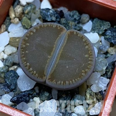 SH35060 Lithops aucampiae