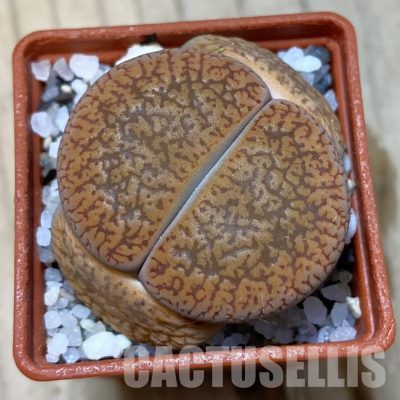 SH35061 Lithops aucampiae v. koelemanii