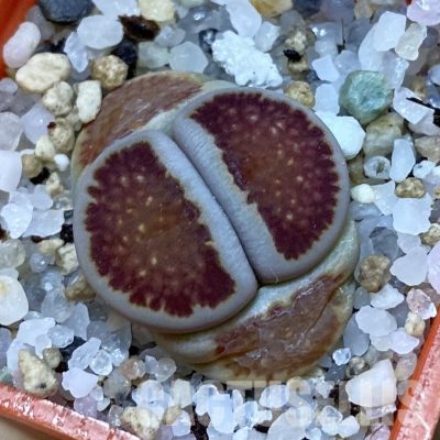 SH35062 Lithops julii 'Kikushogiyoku' hybrid