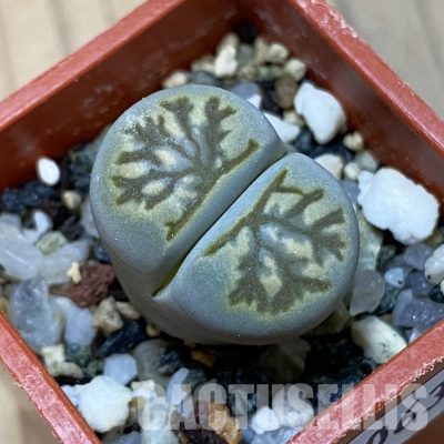 SH35063 Lithops julii 'Kikushogiyoku' hybrid