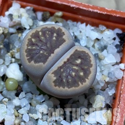 SH35064 Lithops julii 'Kikushogiyoku' hybrid