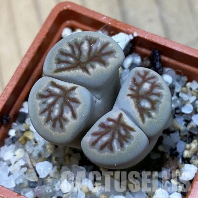 SH35065 Lithops julii 'Kikushogiyoku' hybrid