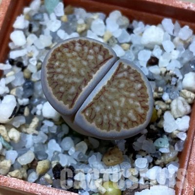 SH35066 Lithops julii ‘Kikushogiyoku’ hybrid