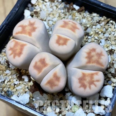 SH35015 Lithops karasmontana v. summitatum