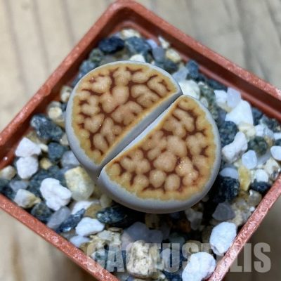 SH35067 Lithops karasmontana