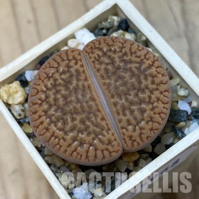SH35068 Lithops hookeri v. marginata