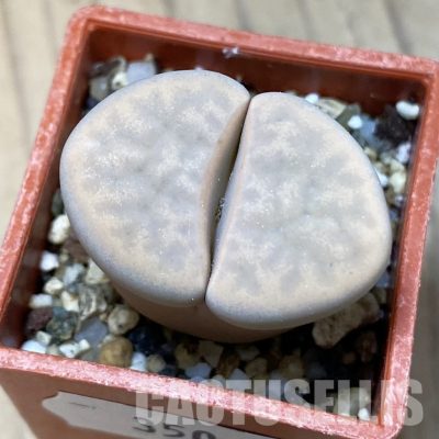 SH35069 Lithops karasmontana v. opalina