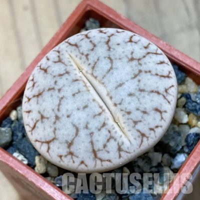 SH35070 Lithops pseudotruncatella var. elisabethiae