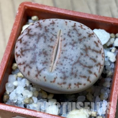SH35071 Lithops pseudotruncatella var. elisabethiae