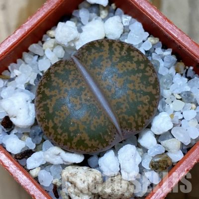 SH35072 Lithops lesliei C020
