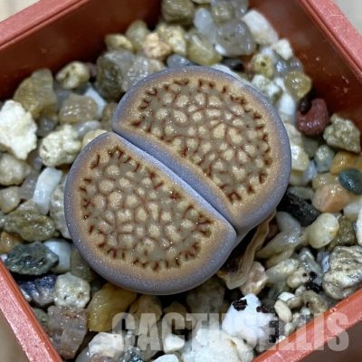 SH35073 Lithops hallii C375