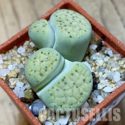 SH35074 Lithops fulviceps v. aurea