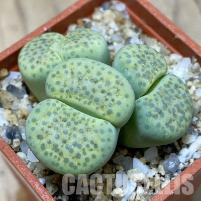 SH35075 Lithops fulviceps v. aurea