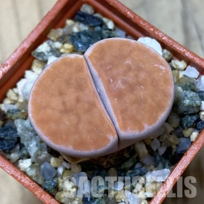 SH35076 Lithops karasmontana v. lateritia