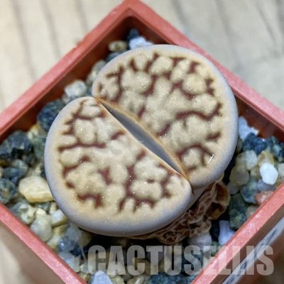 SH35077 Lithops karasmontana