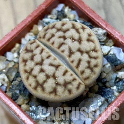 SH35078 Lithops karasmontana