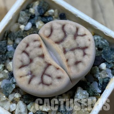 SH35079 Lithops karasmontana v. eberlanzii
