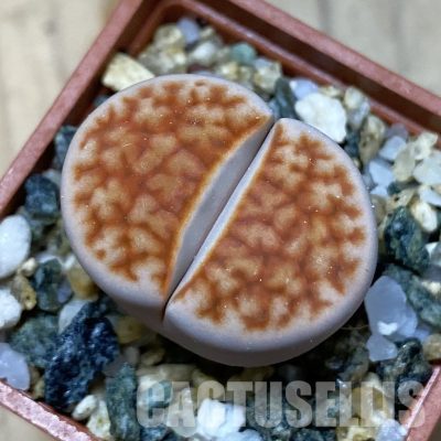 SH35080 Lithops karasmontana -Grunau-