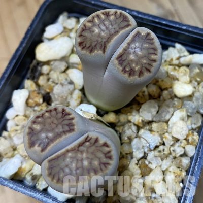 SH35016 Lithops julii 'Kikushogiyoku' hybrid