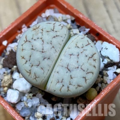 SH35081 Lithops gracilidelineata C367