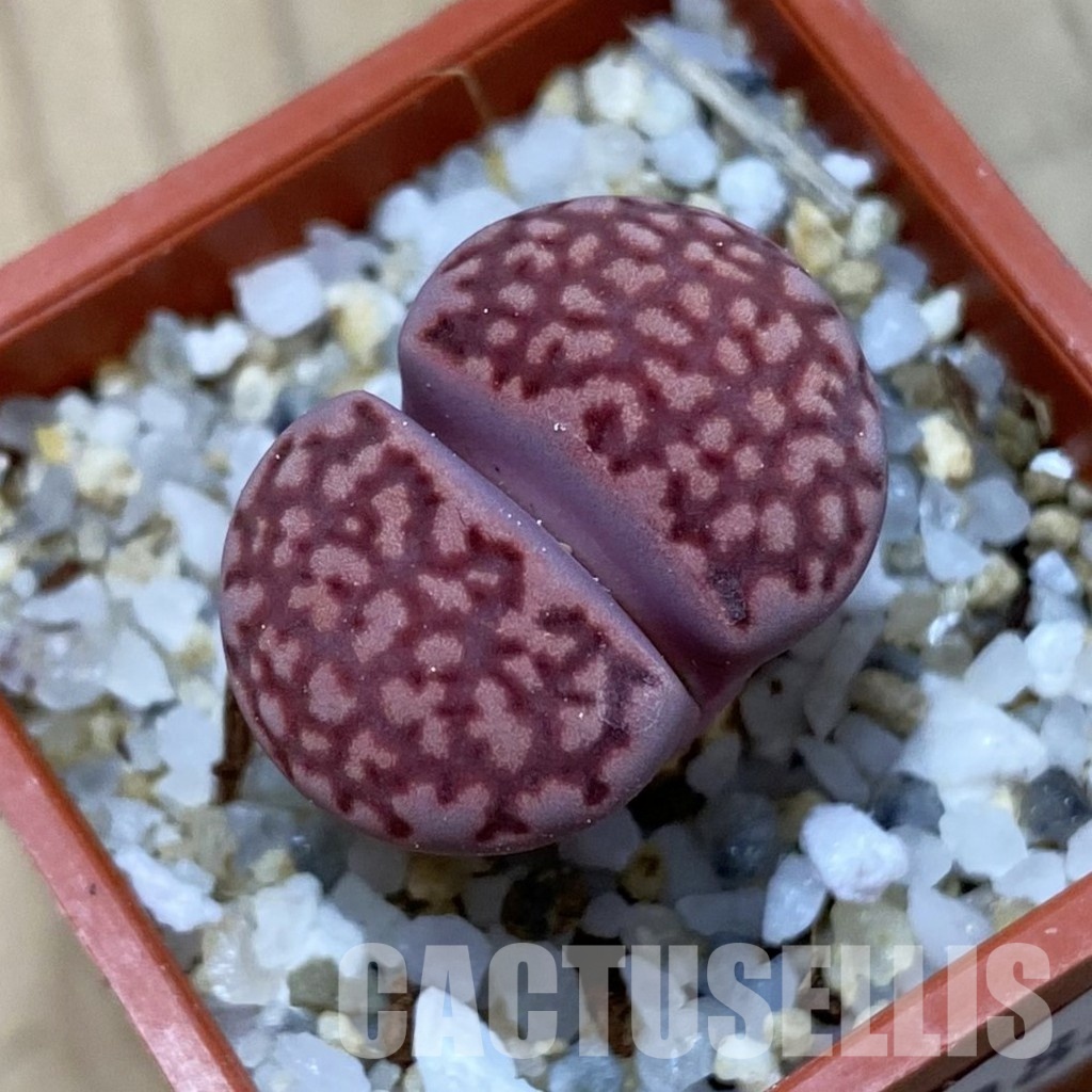 SH35082 Lithops salicola 'Sato's Violet' hybrid