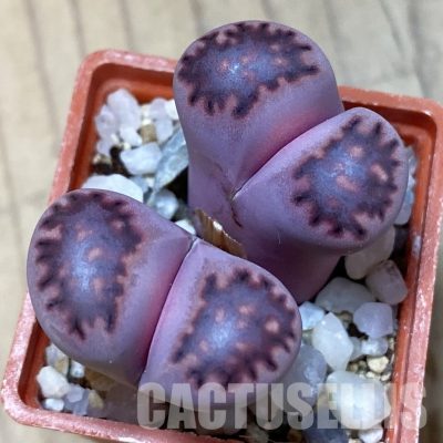 SH35083 Lithops salicola 'Sato's Violet' hybrid