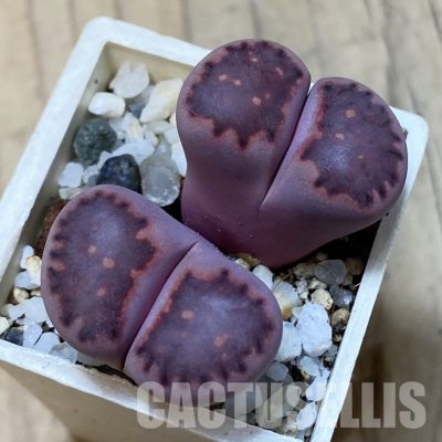SH35084 Lithops salicola 'Sato's Violet' hybrid