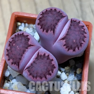 SH35085 Lithops salicola 'Sato's Violet' hybrid