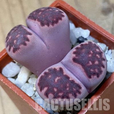 SH35086 Lithops salicola 'Sato's Violet' hybrid