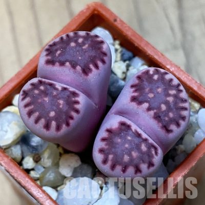 SH35087 Lithops salicola 'Sato's Violet' hybrid