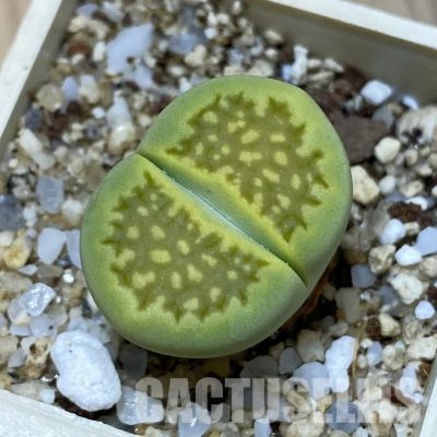 SH35088 Lithops hallii 'Green Soapstone'