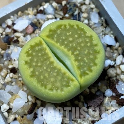SH35089 Lithops hallii 'Green Soapstone'