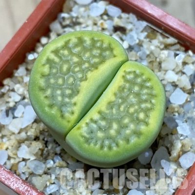 SH35090 Lithops hallii 'Green Soapstone'