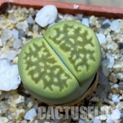 SH35091 Lithops hallii 'Green Soapstone'