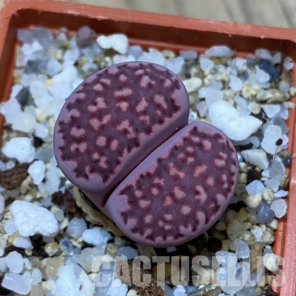SH35092 Lithops salicola 'Sato's Violet' hybrid