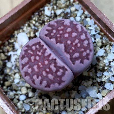 SH35093 Lithops salicola 'Sato's Violet' hybrid