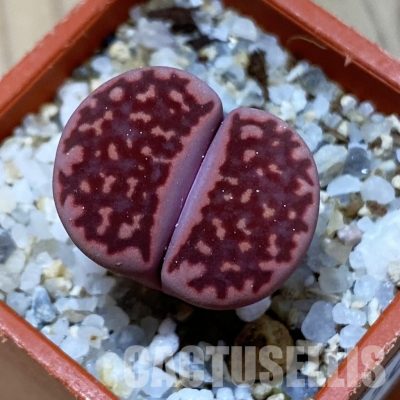 SH35094 Lithops salicola 'Sato's Violet' hybrid