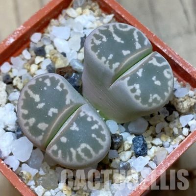 SH35095 Lithops olivacea