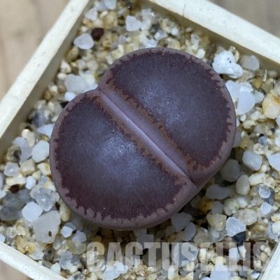 SH35096 Lithops aucampiae 'Ko'