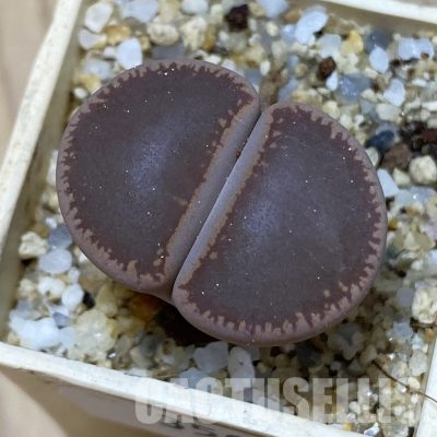 SH35097 Lithops aucampiae 'Ko'